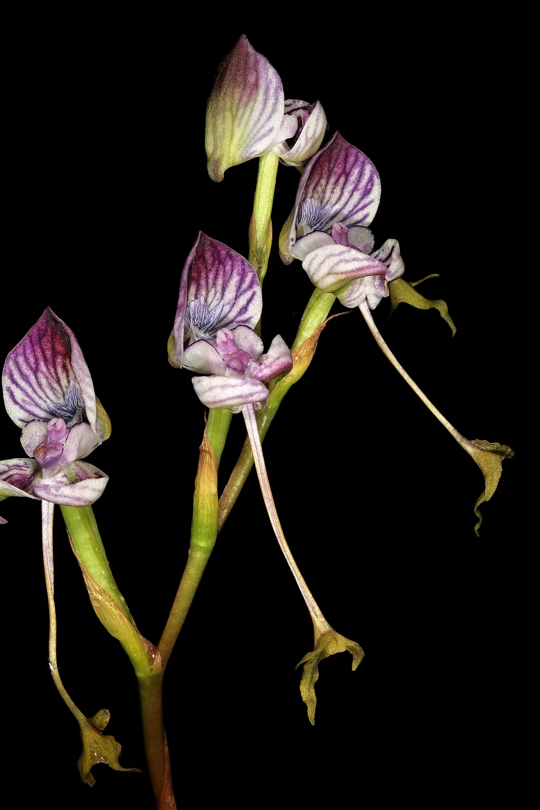 Disa spathulata