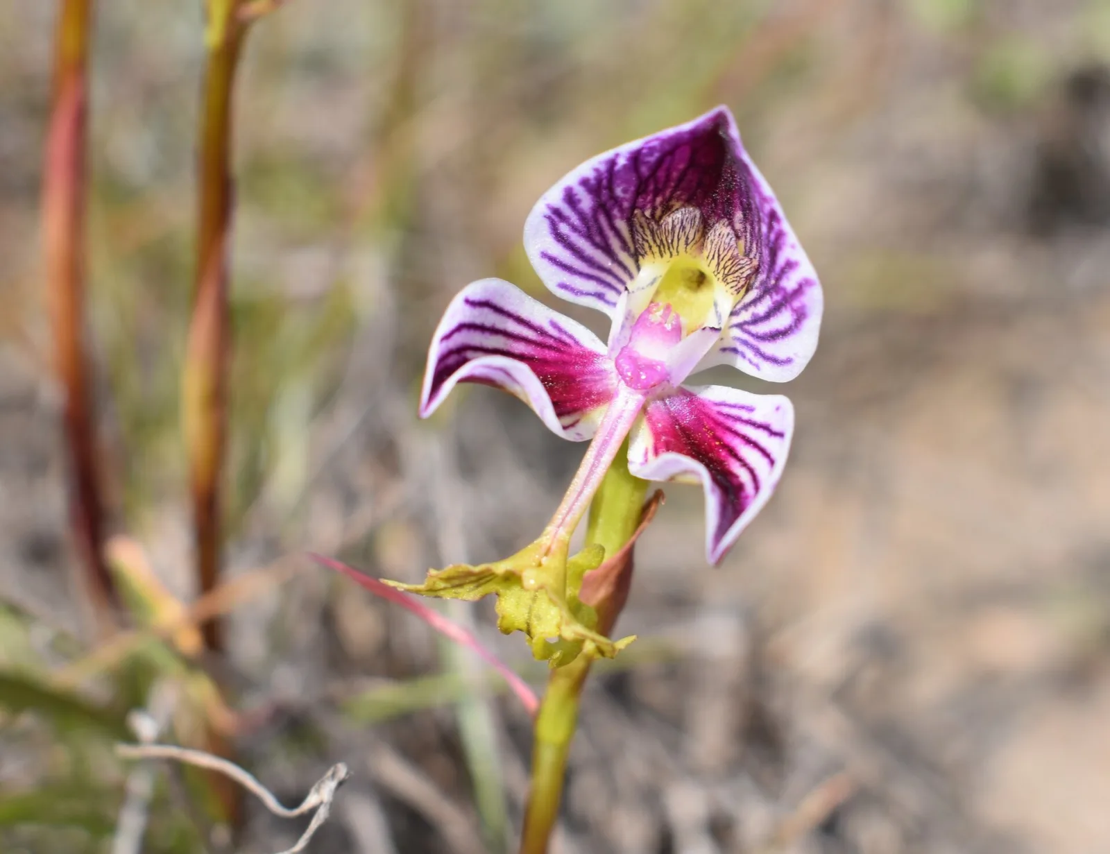 Disa spathulata