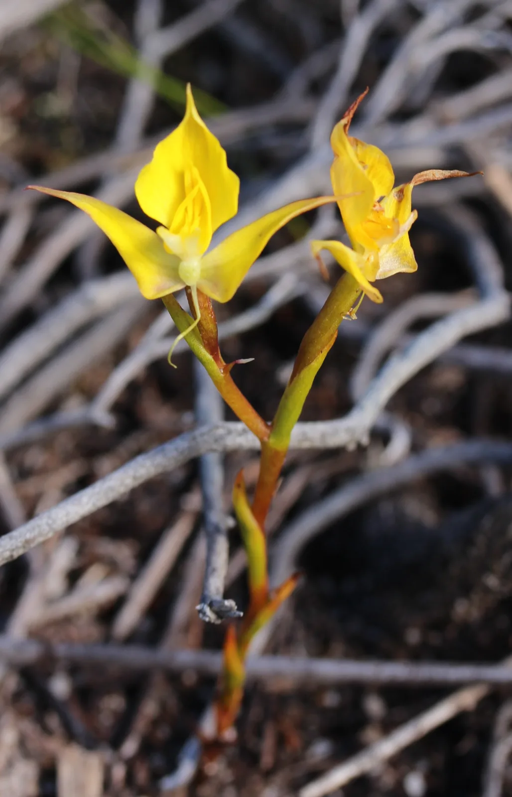Disa tenuifolia