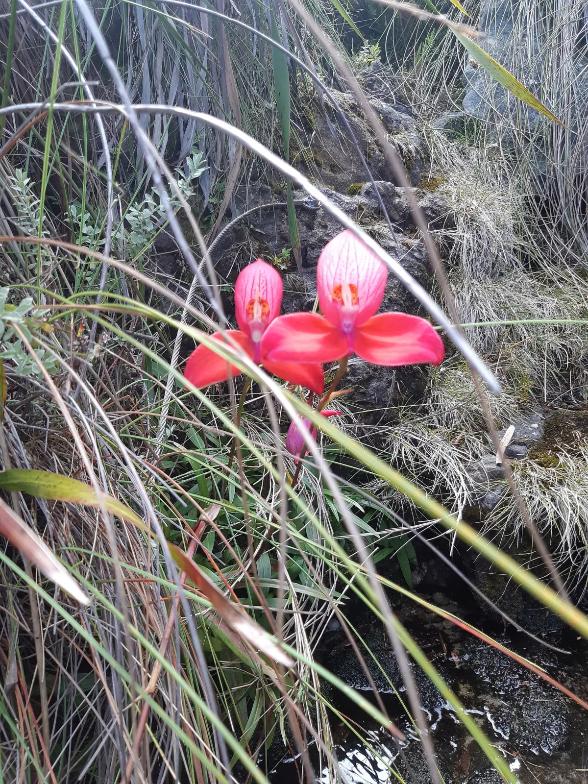 Disa uniflora