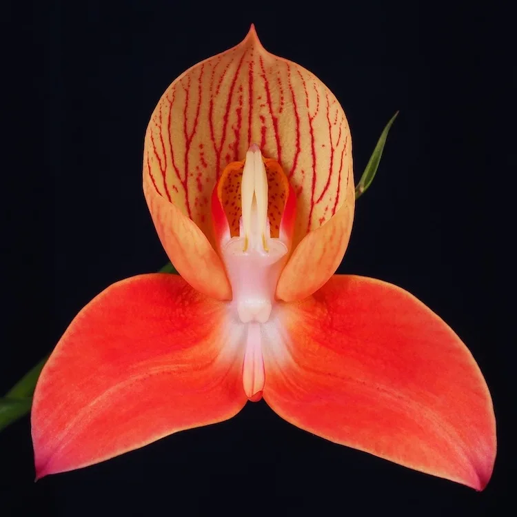 Disa uniflora
