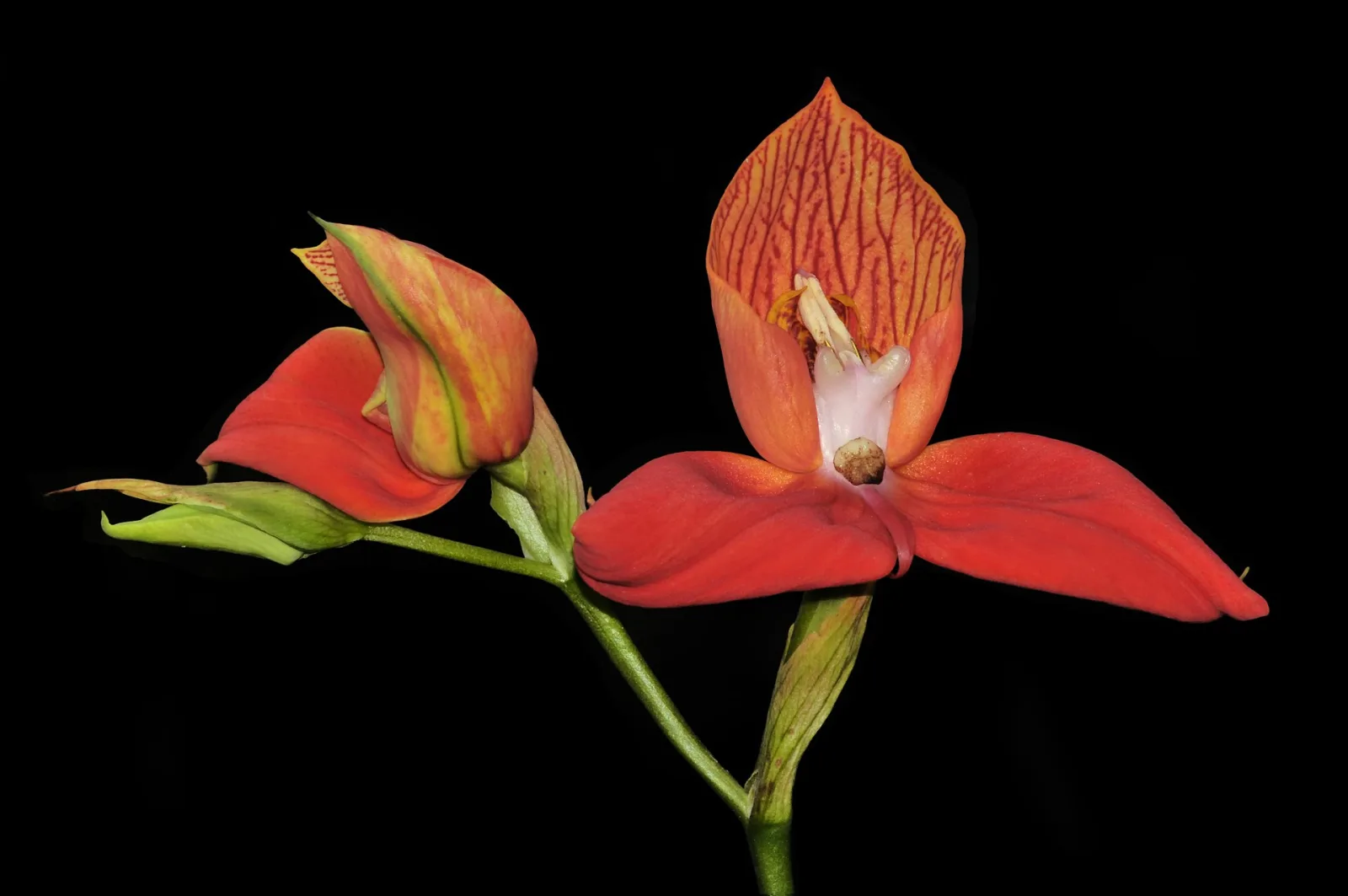 Disa uniflora