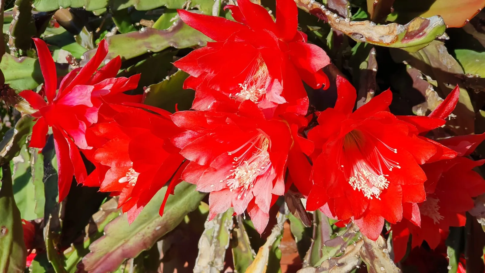 Disocactus ackermannii
