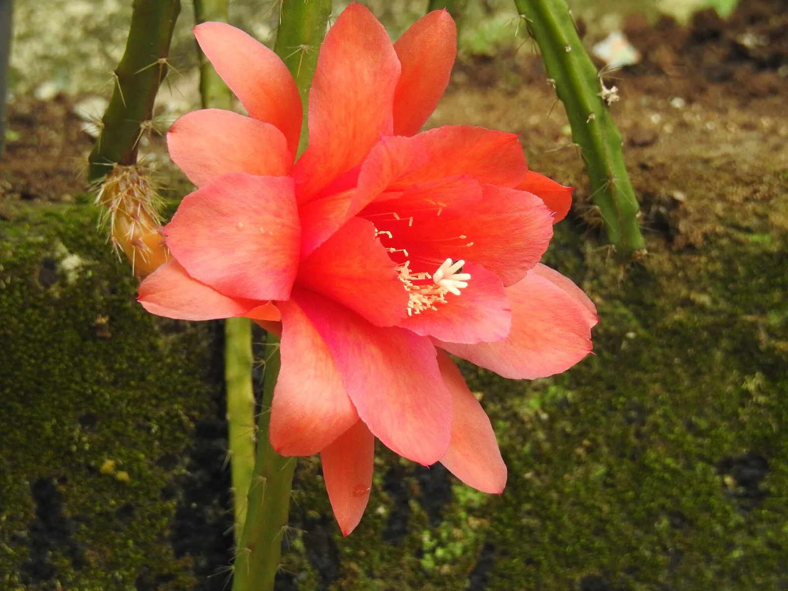 Epiphyllum Hybrid