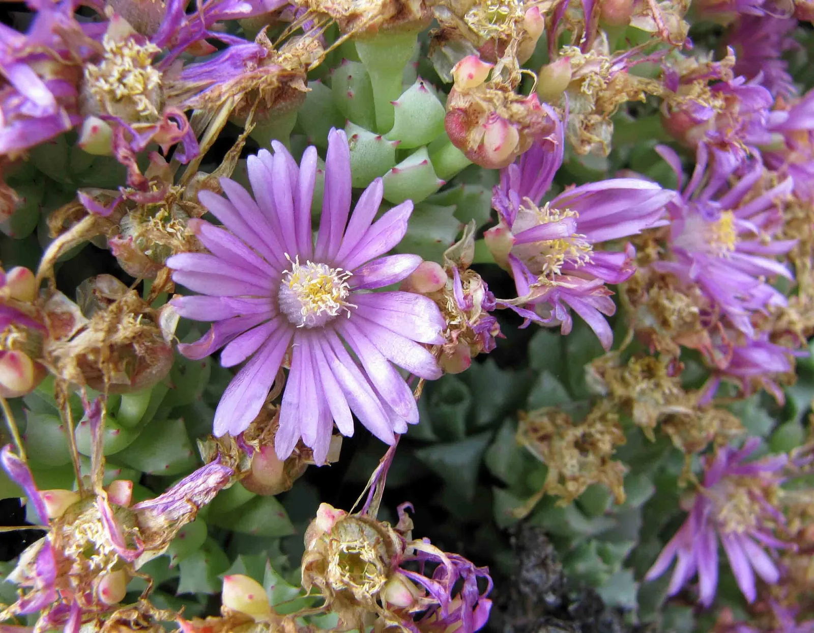 Disphyma crassifolium