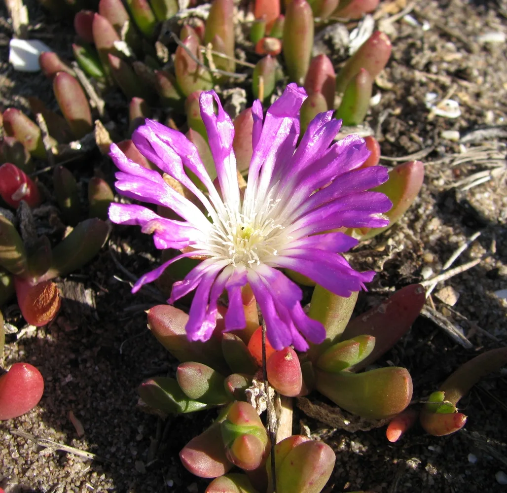 Disphyma crassifolium