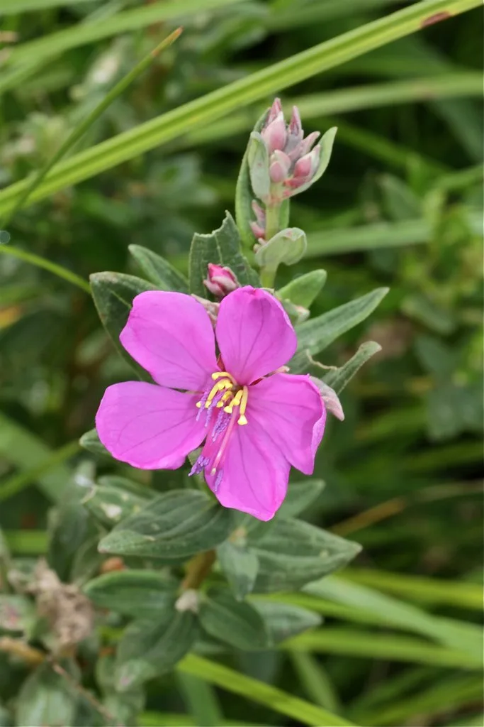Dissotis canescens