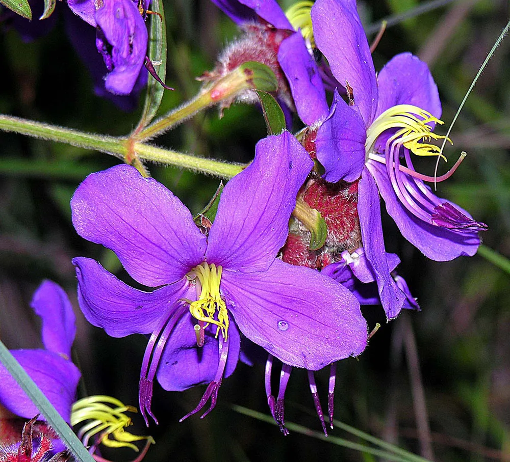 Dissotis princeps