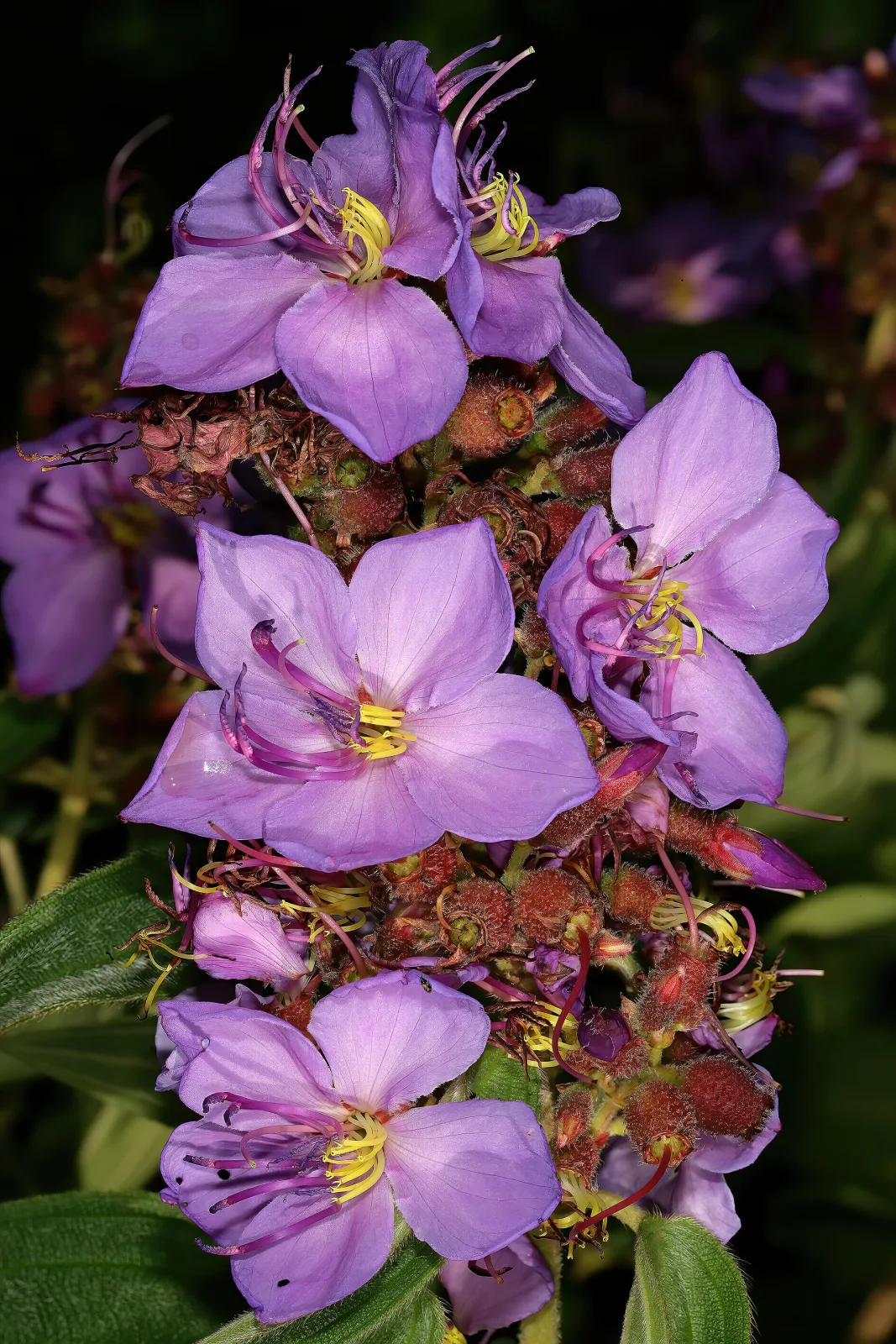 Dissotis princeps