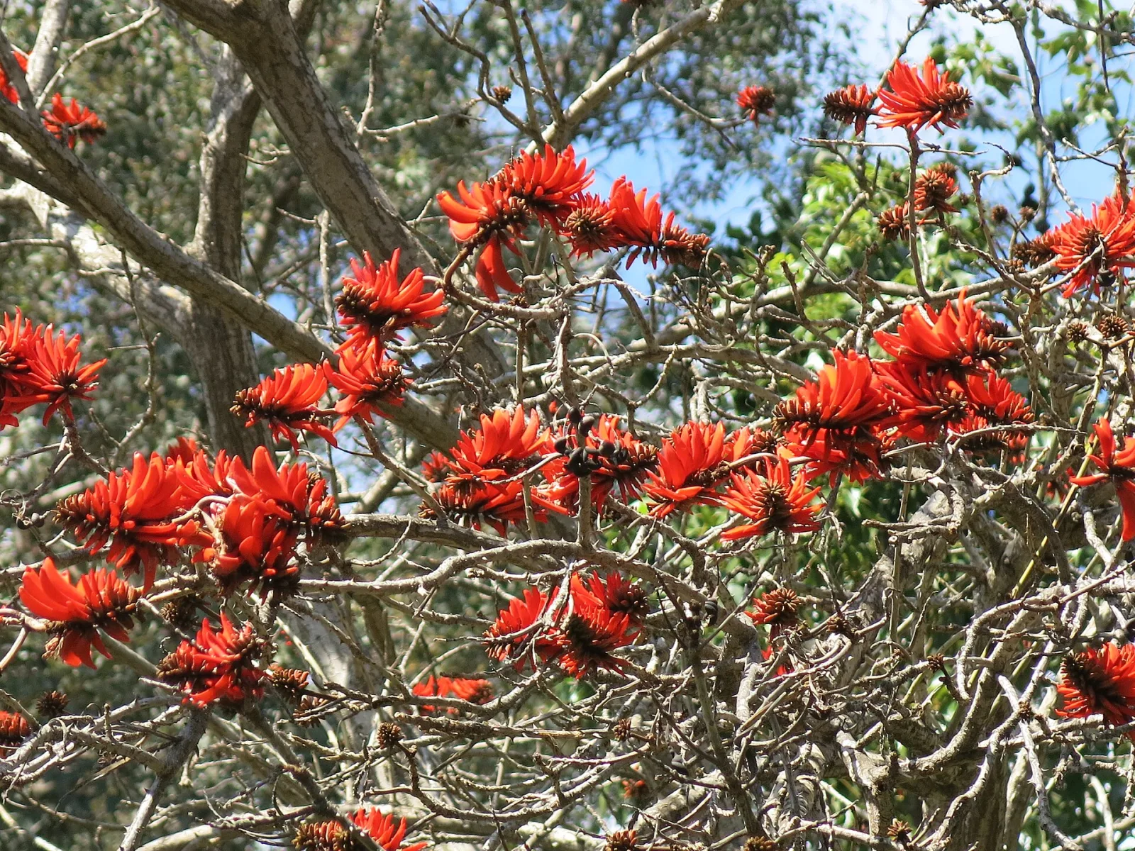 Erythrina lysistemon