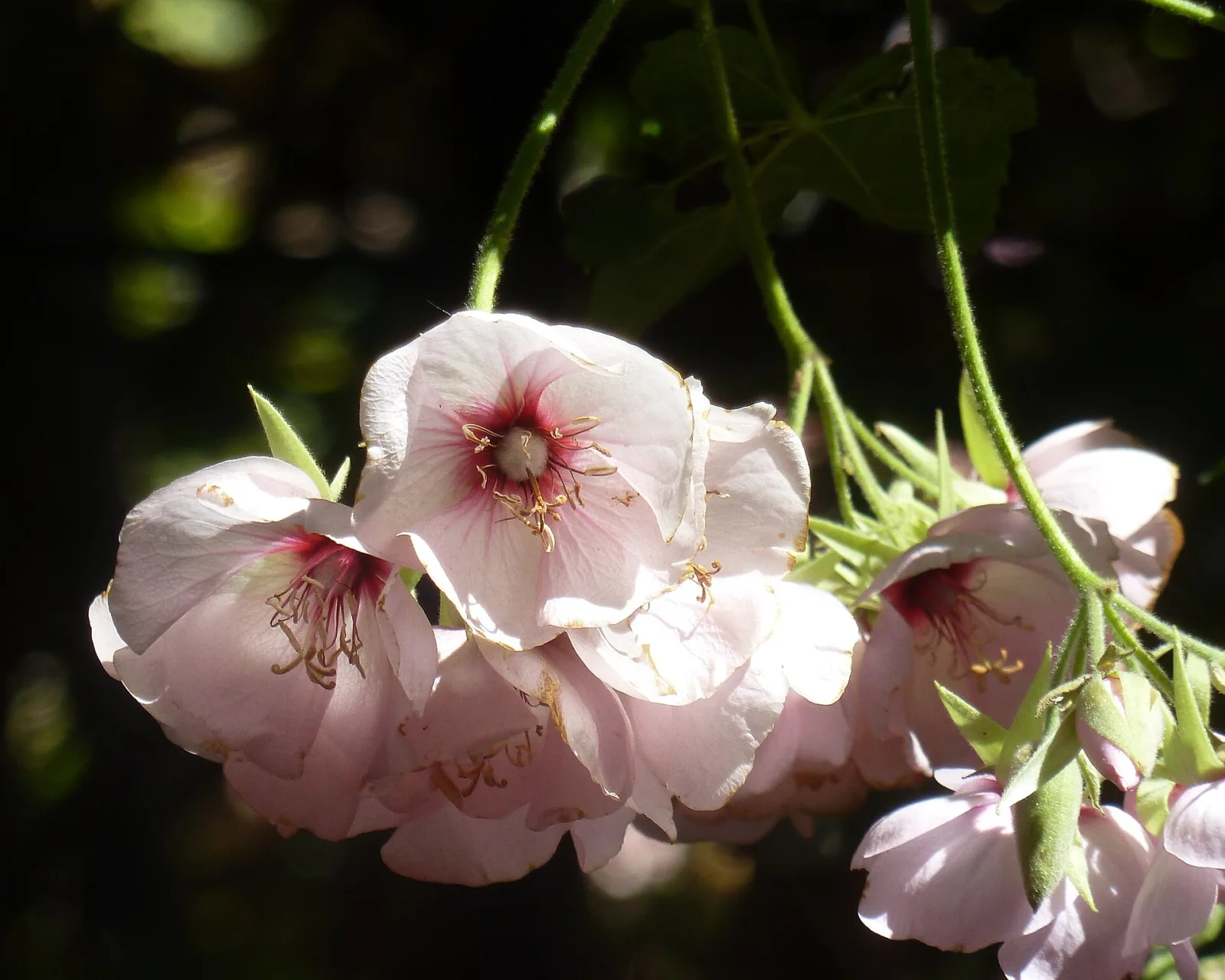 Dombeya burgessiae