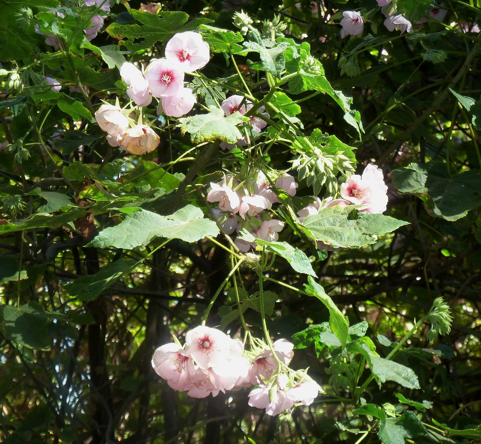 Dombeya burgessiae