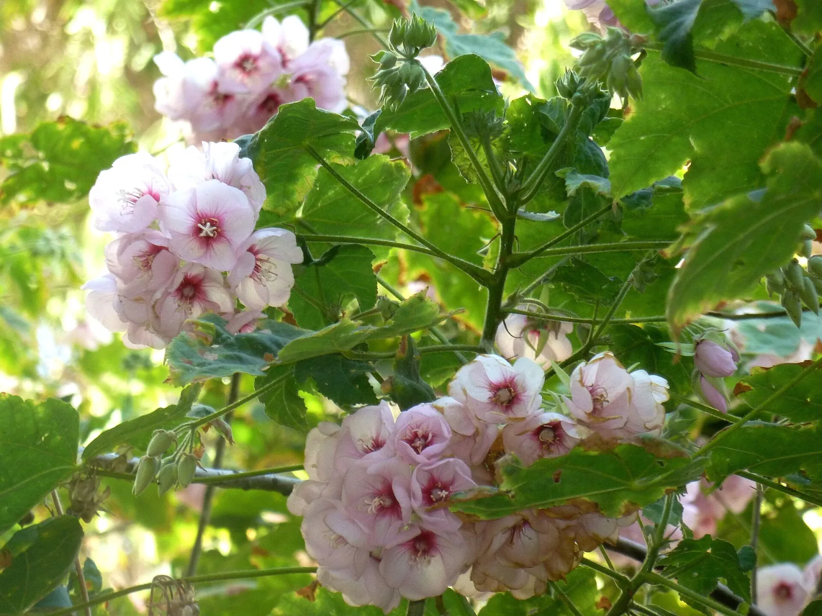 Dombeya burgessiae