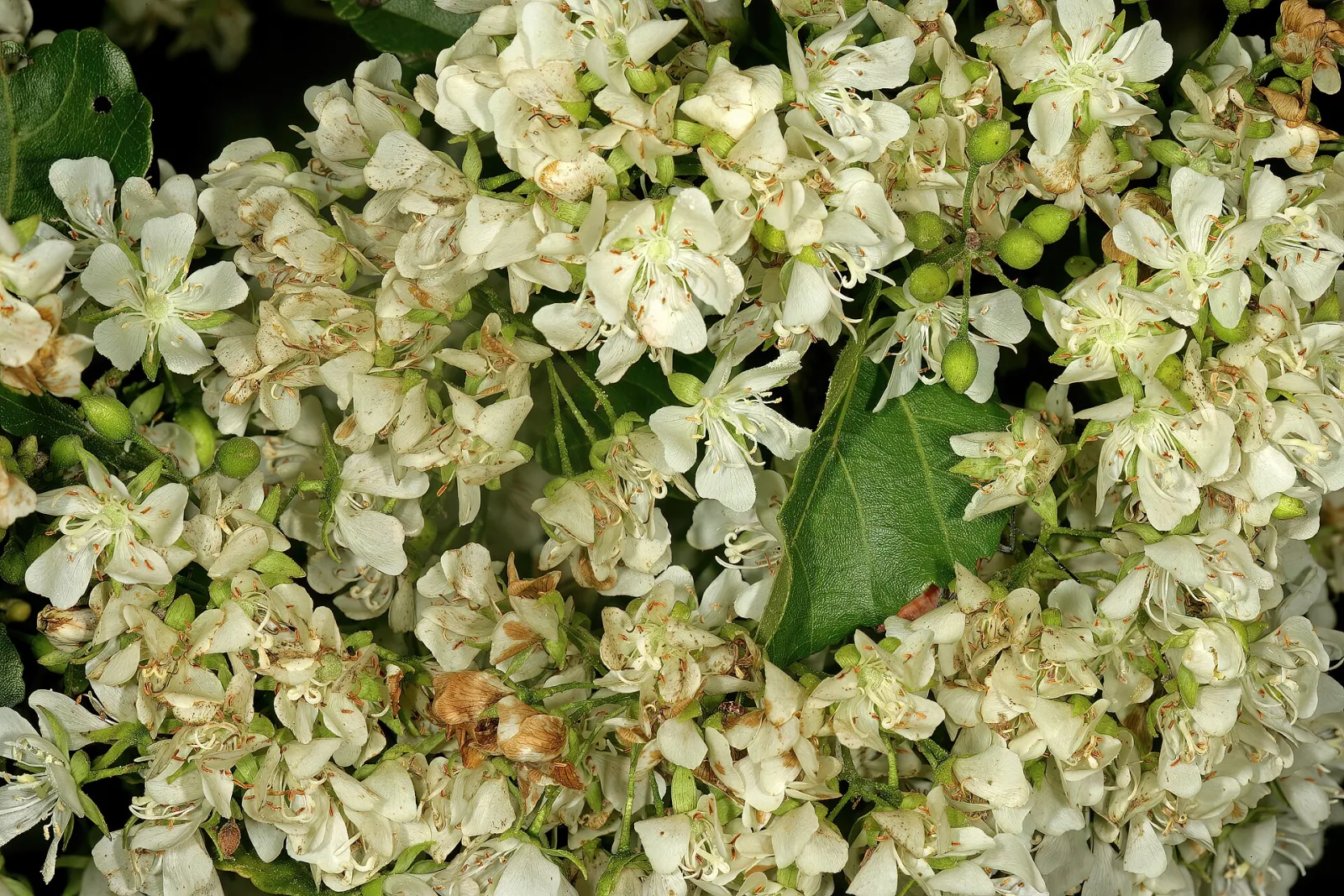Dombeya cymosa