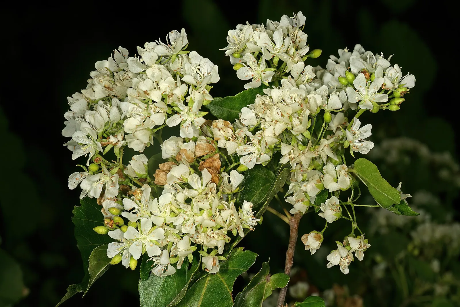 Dombeya cymosa