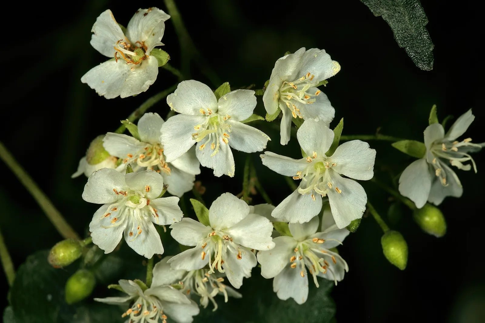 Dombeya cymosa