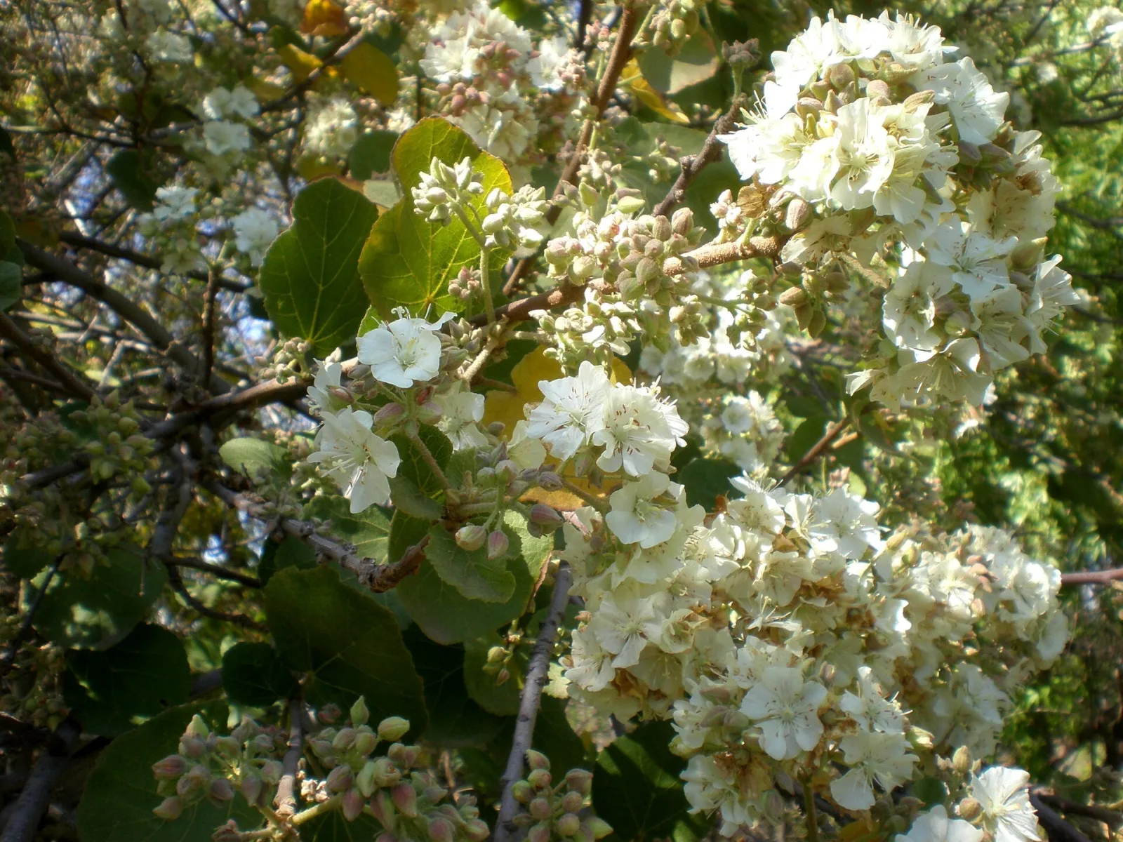 Dombeya rotundifolia