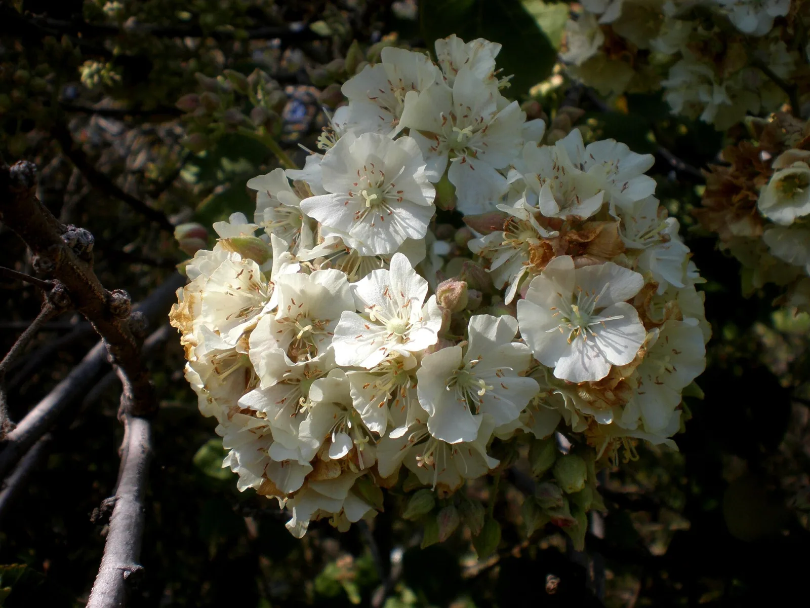 Dombeya rotundifolia