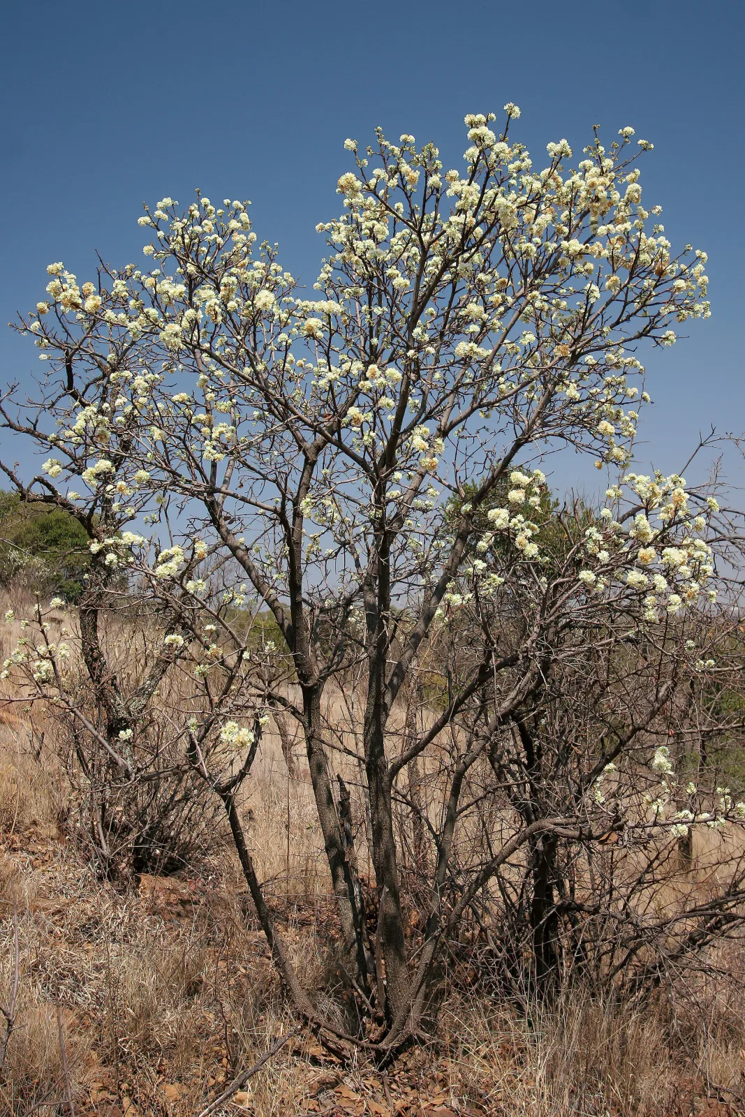 Dombeya rotundifolia
