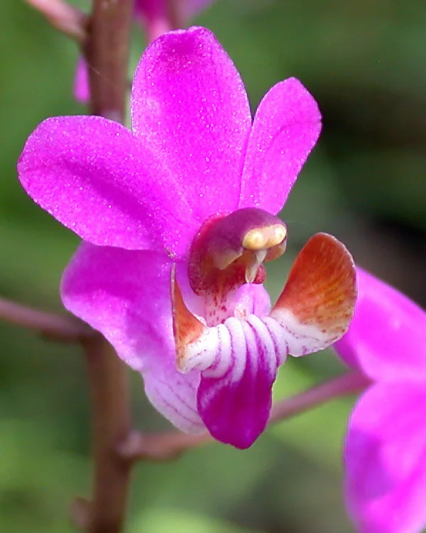 Doritis pulcherrima