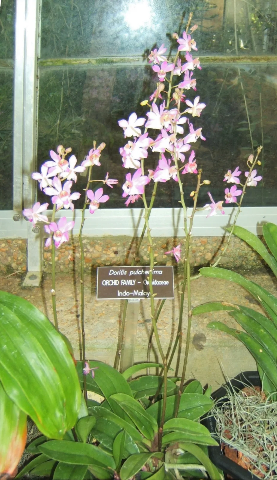 Doritis pulcherrima