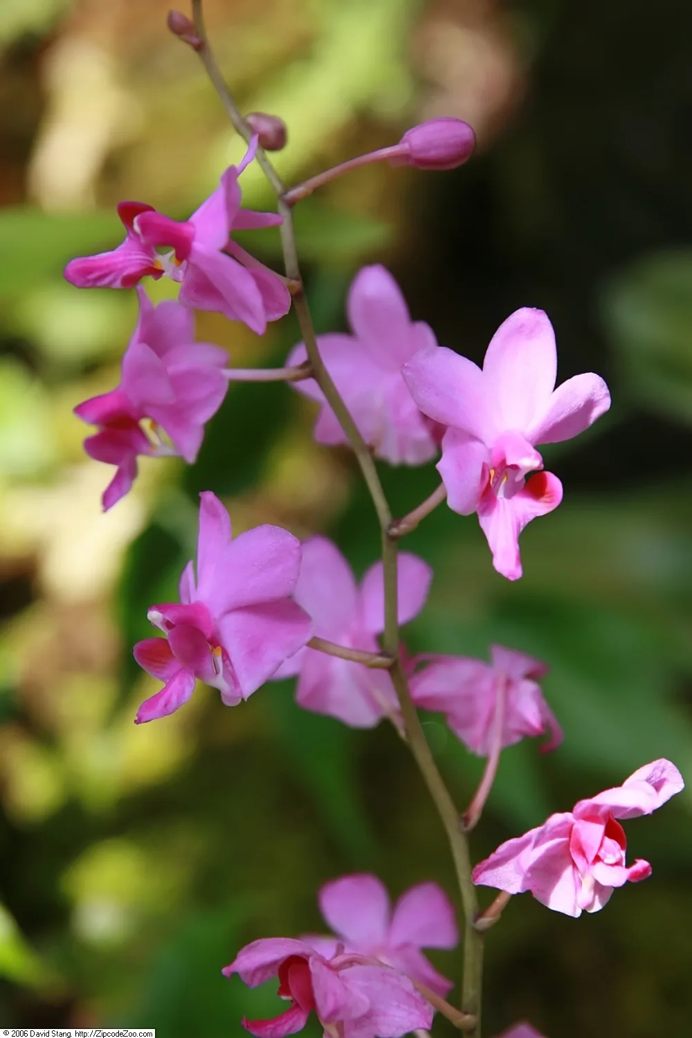Doritis pulcherrima