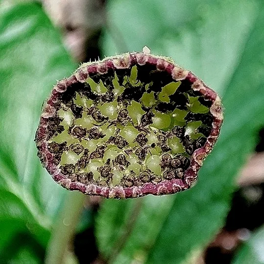 Dorstenia brasiliensis