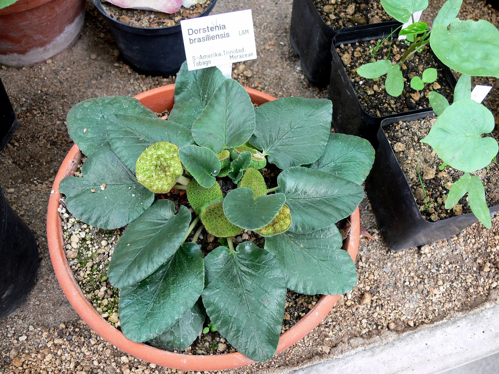 Dorstenia brasiliensis