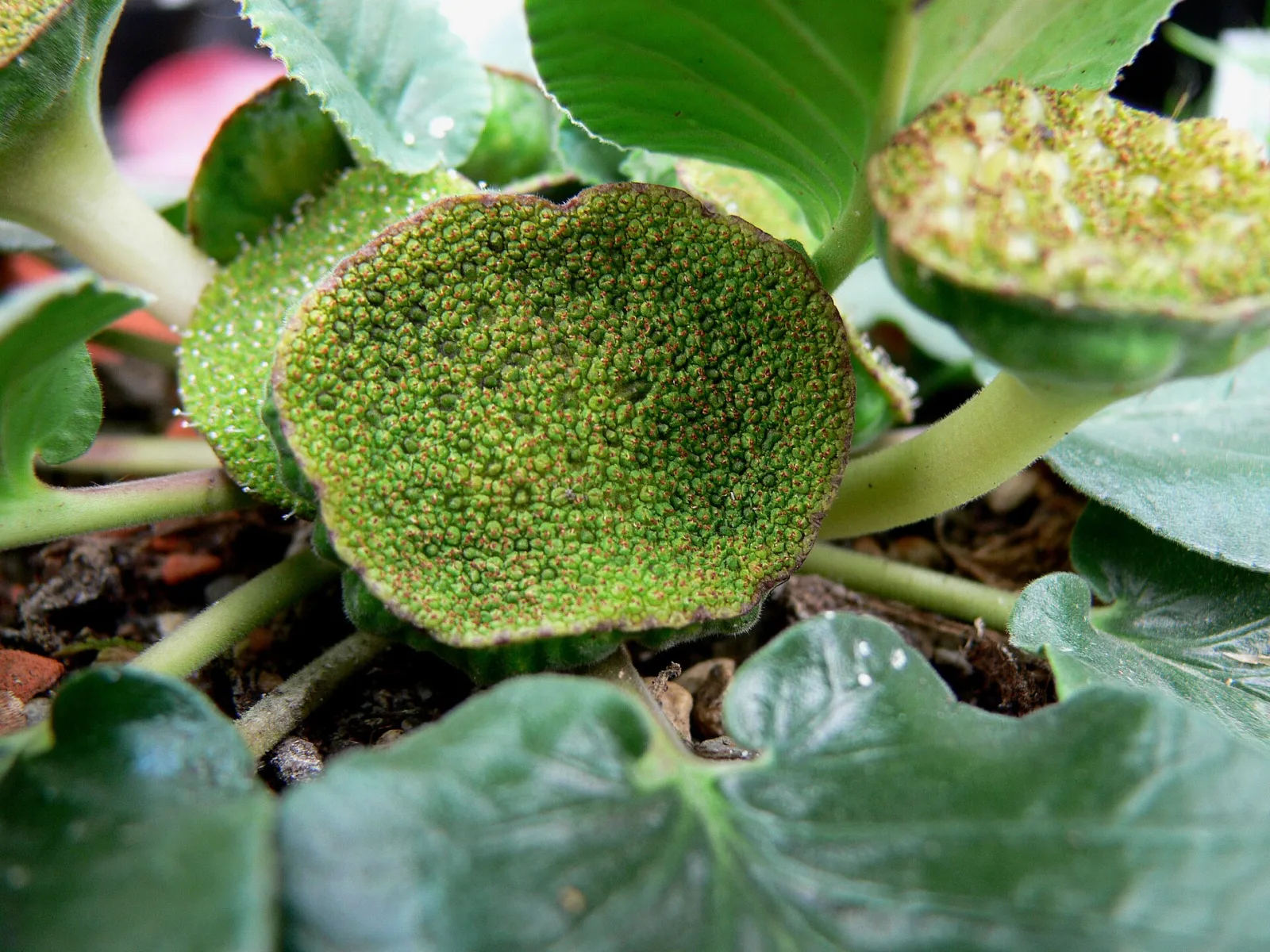 Dorstenia brasiliensis