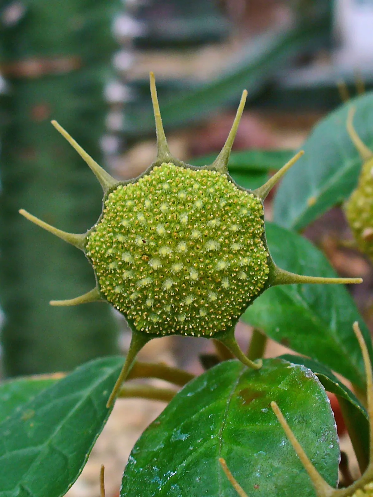 Dorstenia foetida