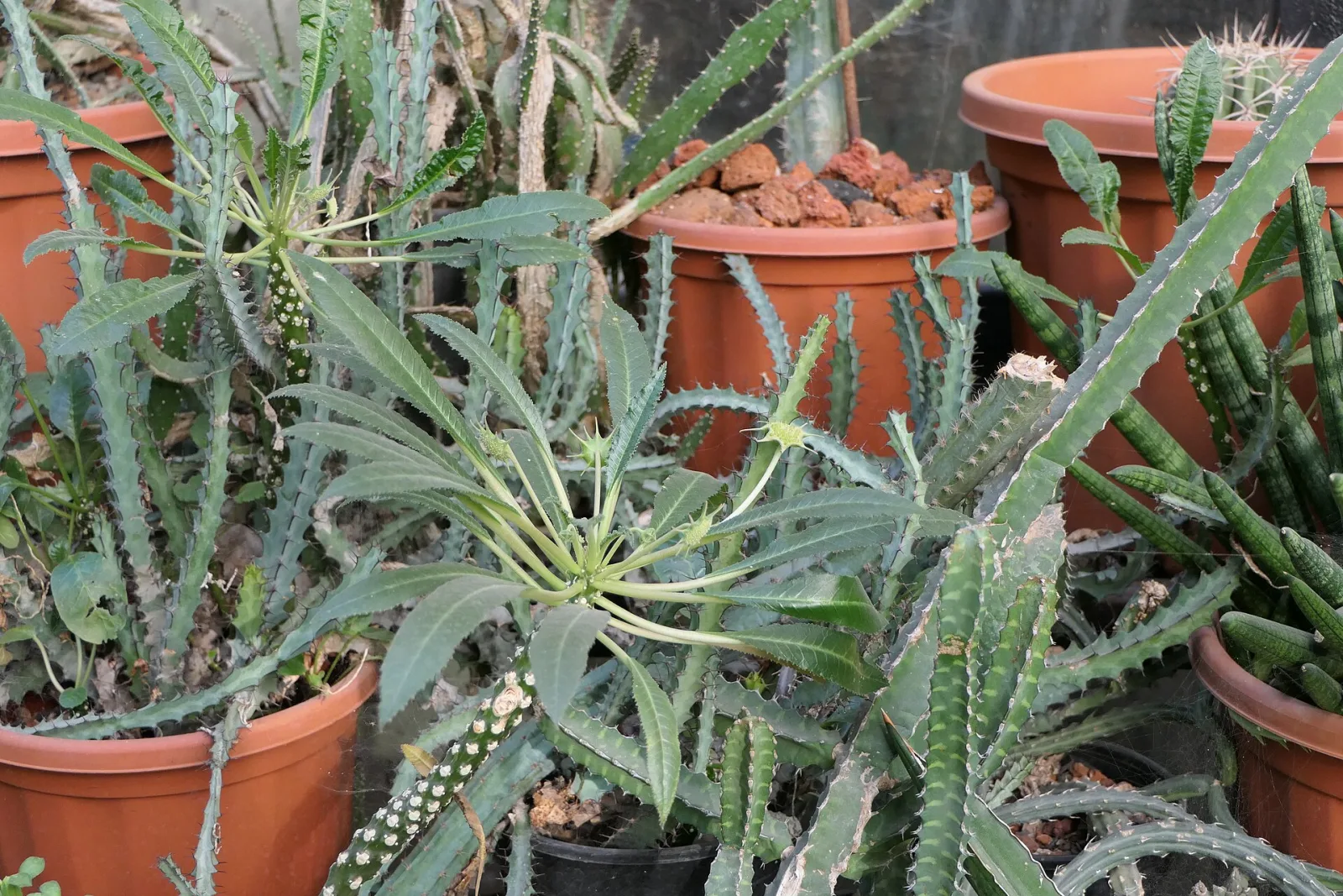 Dorstenia foetida