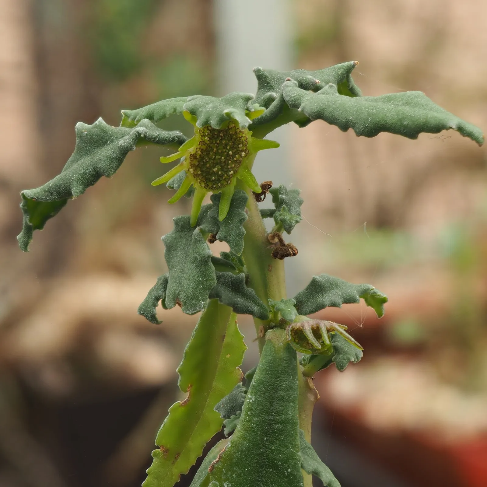 Dorstenia crispa