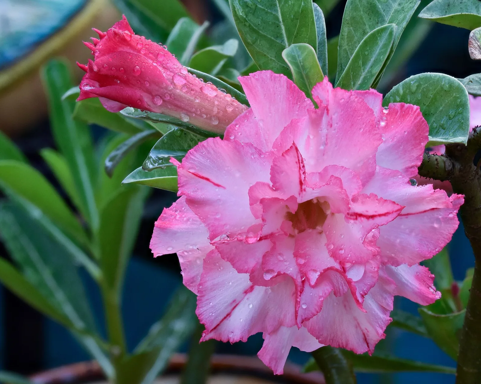 Adenium obesum Violetcity