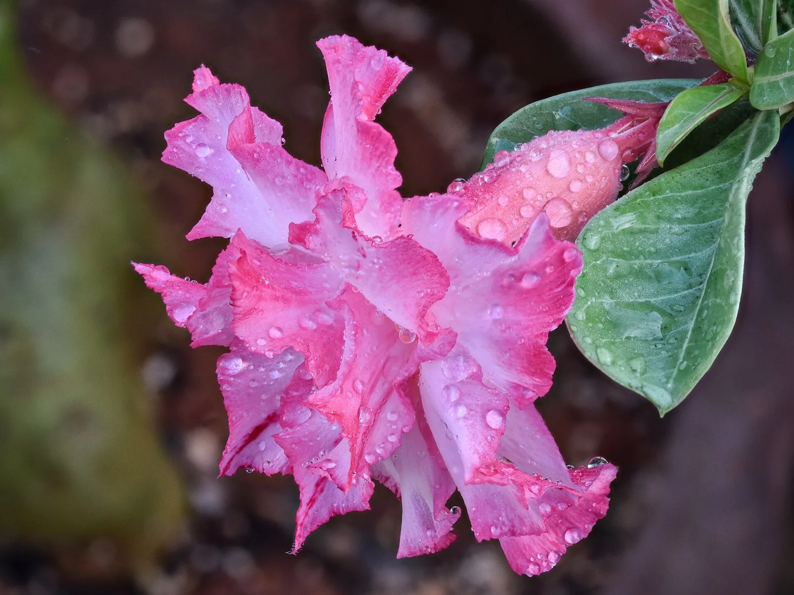 Adenium obesum Violetcity