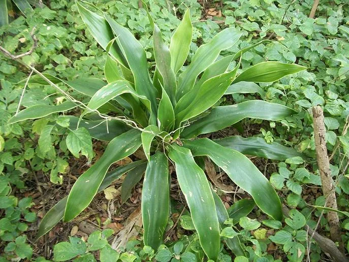Dracaena aletriformis