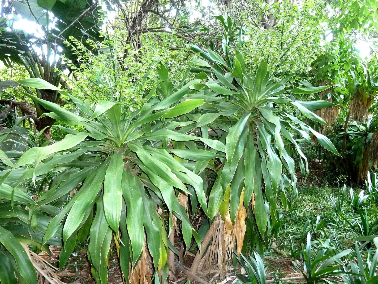 Dracaena aletriformis