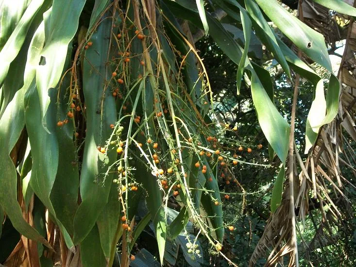 Dracaena aletriformis