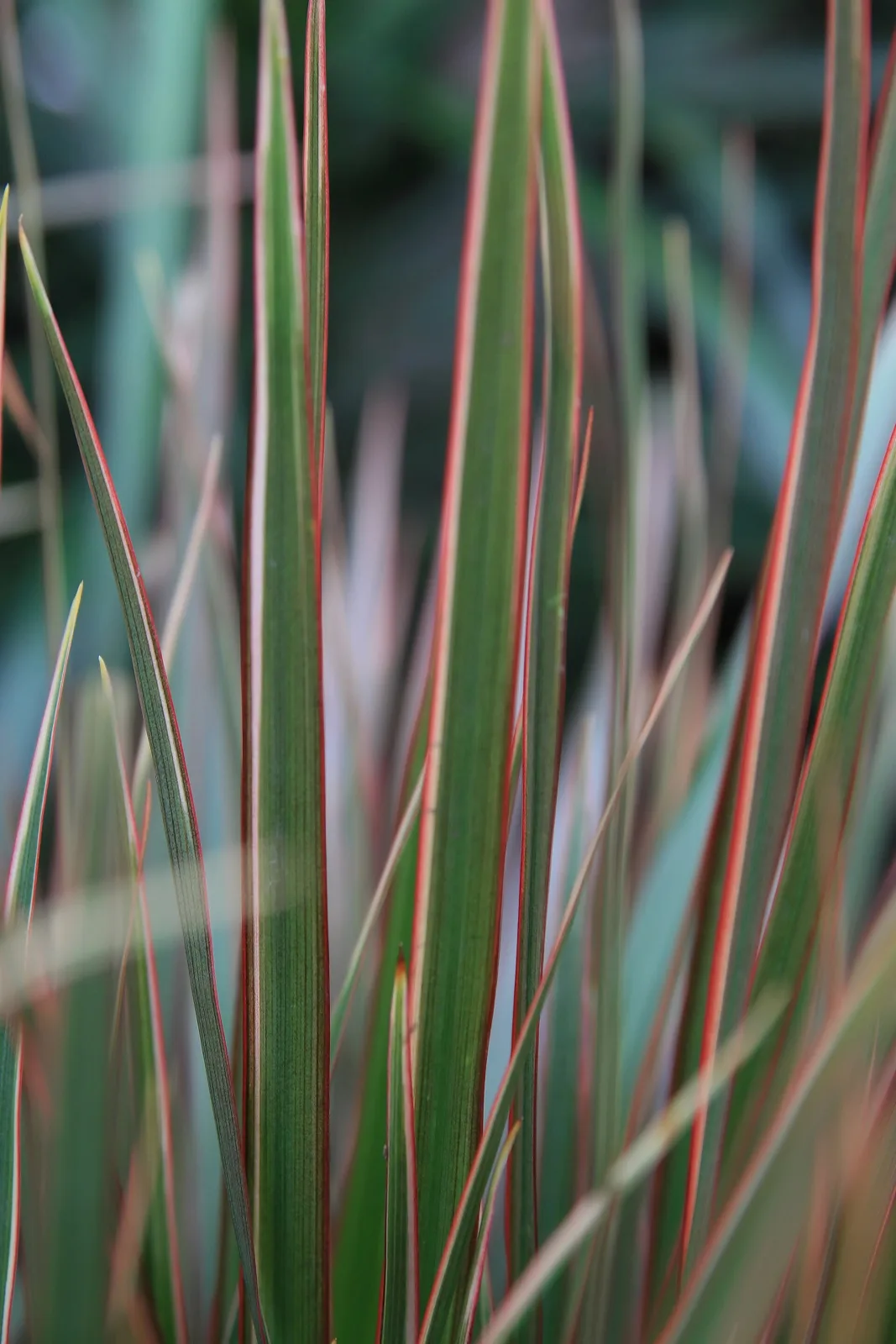 Dracaena marginata