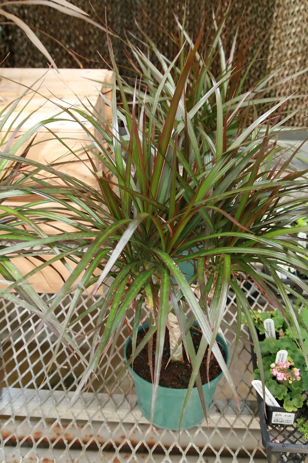 Dracaena marginata