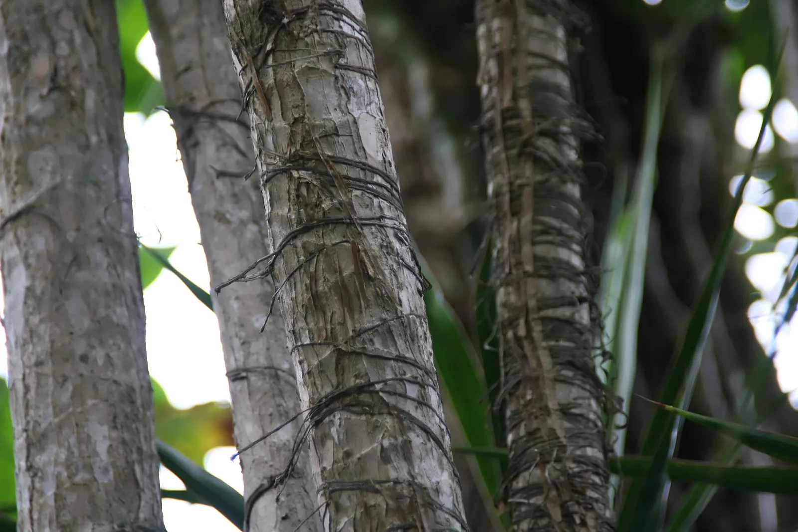 Dracaena marginata