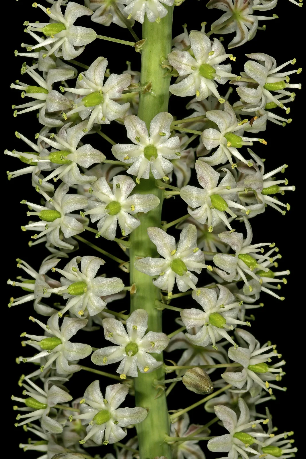Drimia altissima