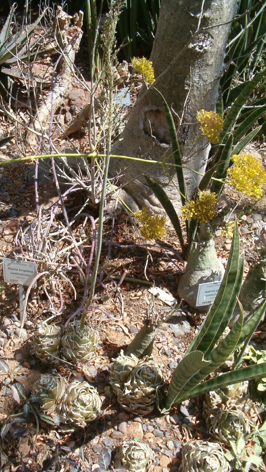 Drimia altissima