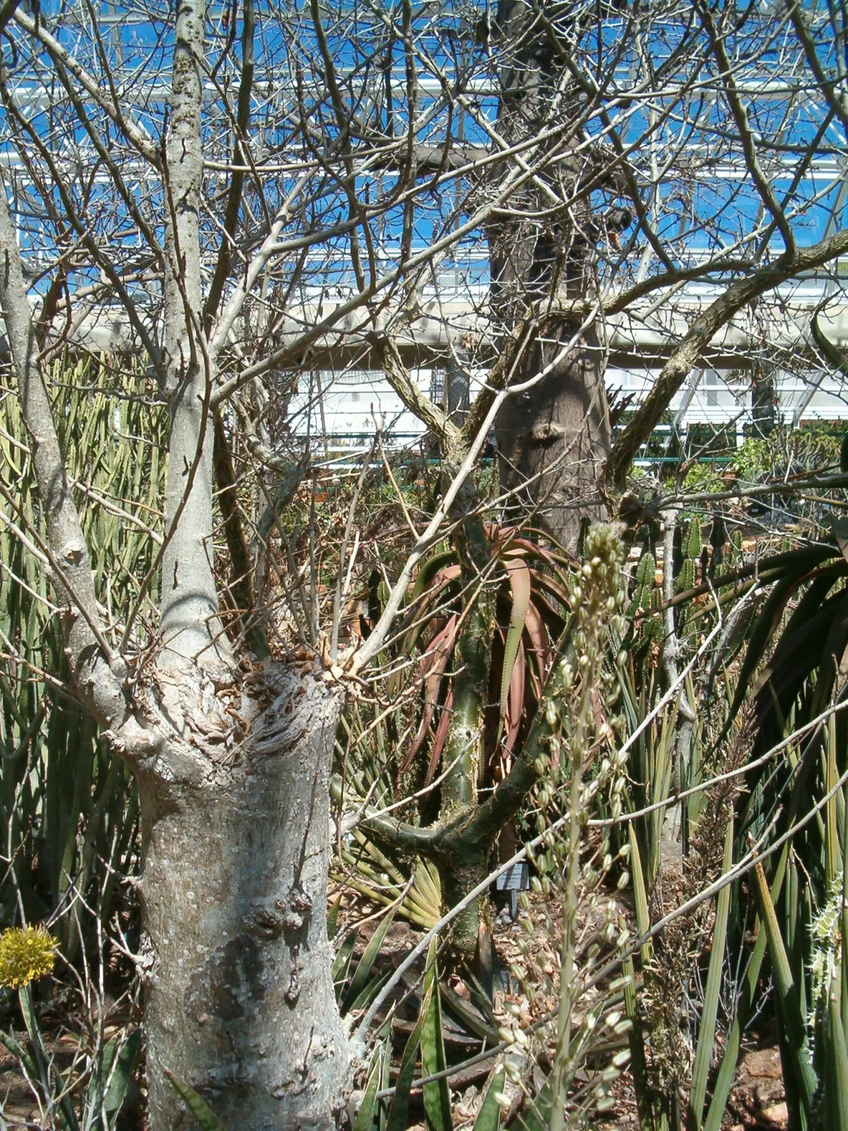 Drimia altissima