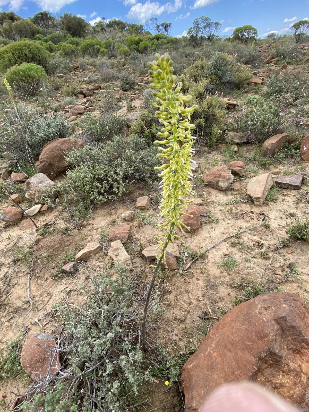 Drimia elata
