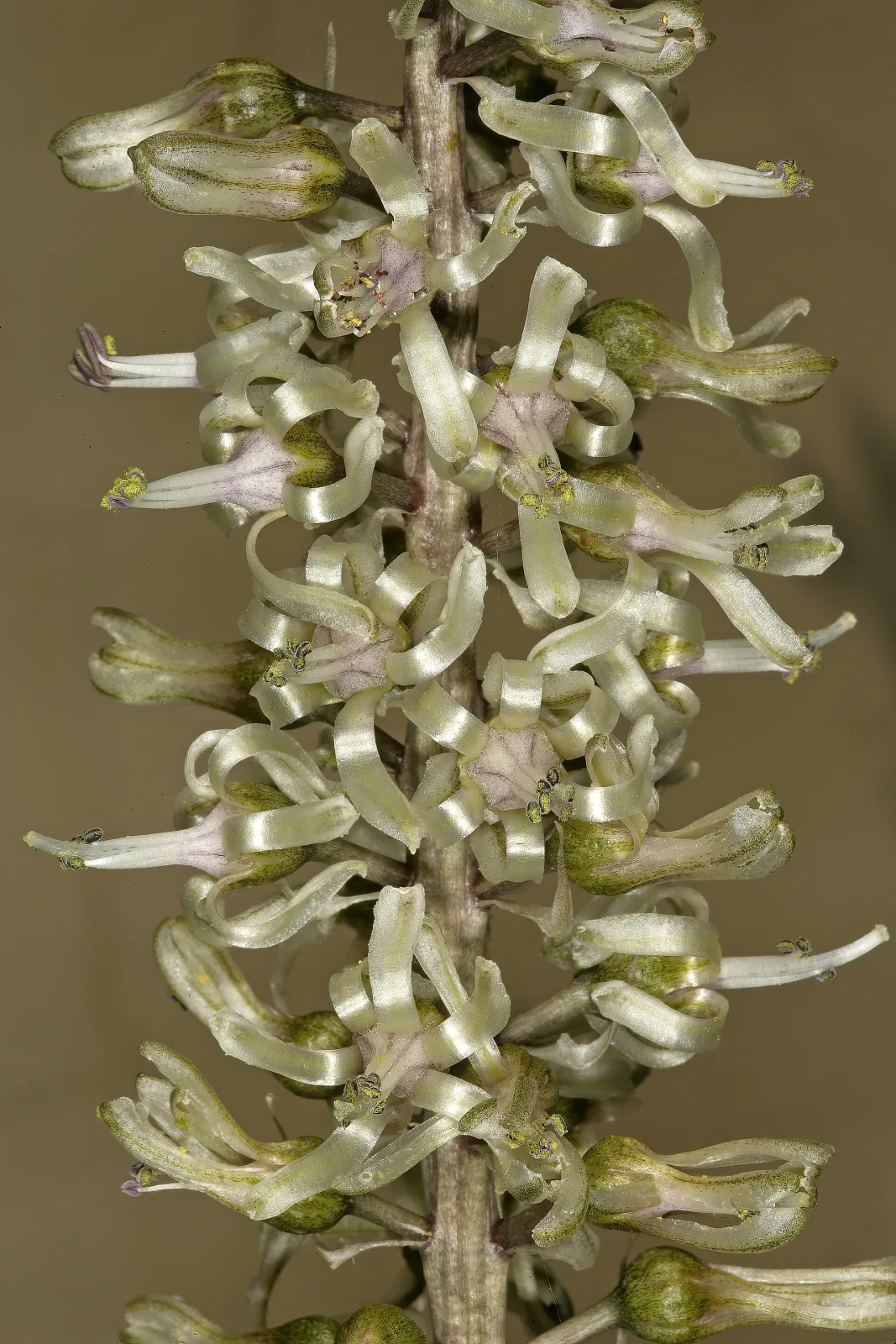 Drimia elata