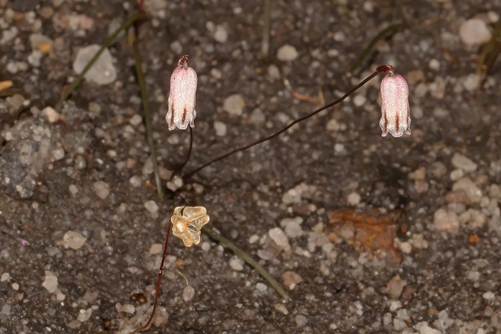 Drimia uniflora