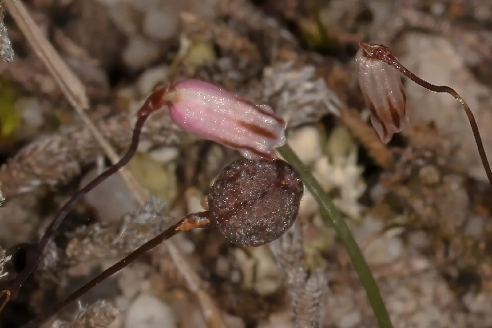 Drimia uniflora