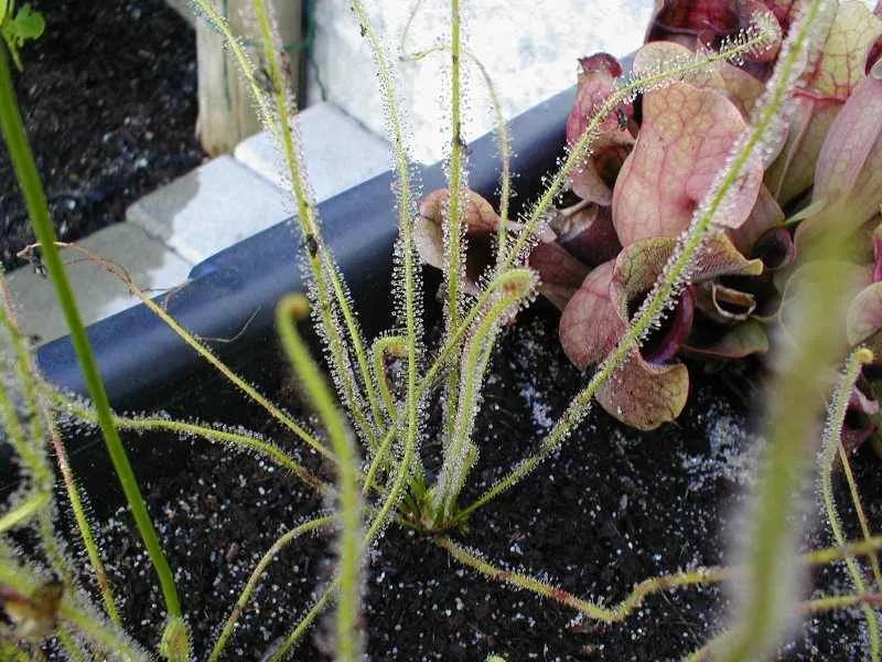 Drosera filiformis