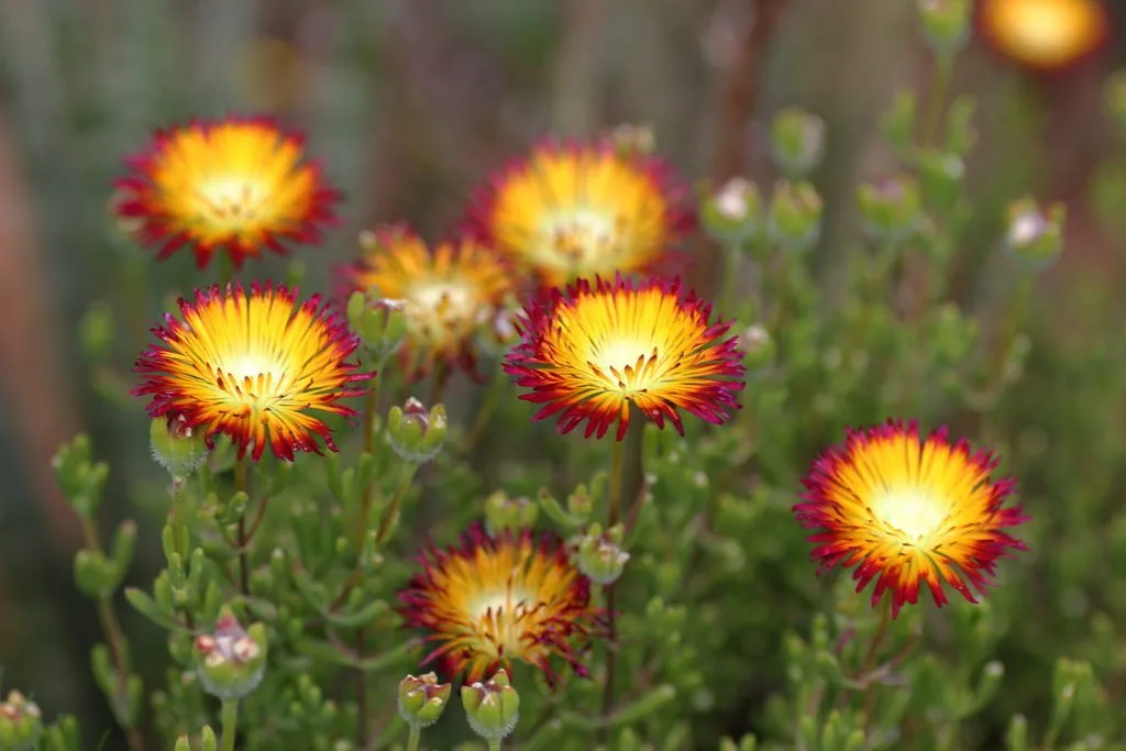 Drosanthemum bicolor