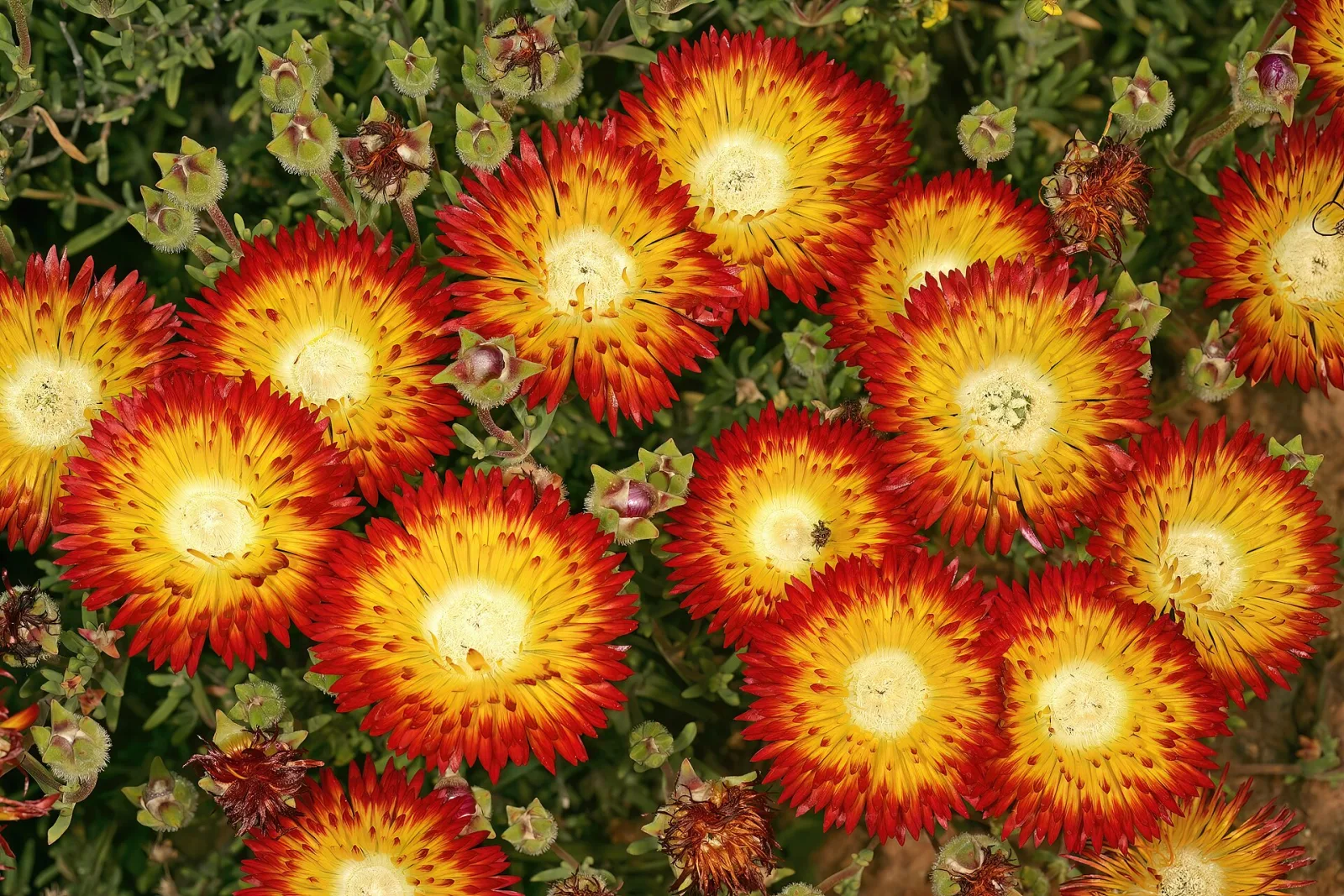 Drosanthemum bicolor